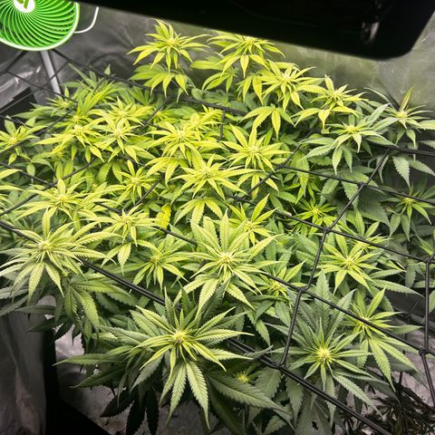 Sunset pheno #1  growlog timeline photo