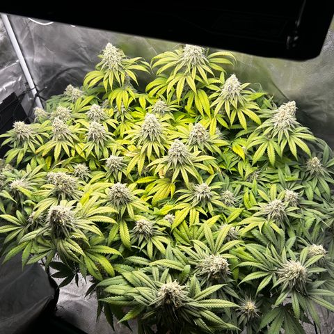Sunset pheno #1  growlog timeline photo