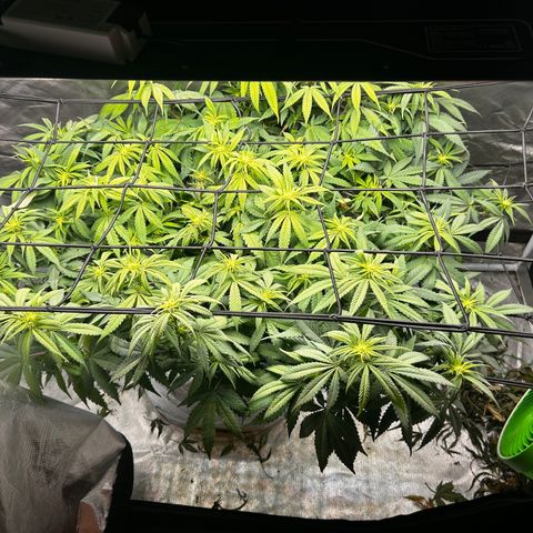 Sunset pheno #1  growlog timeline photo