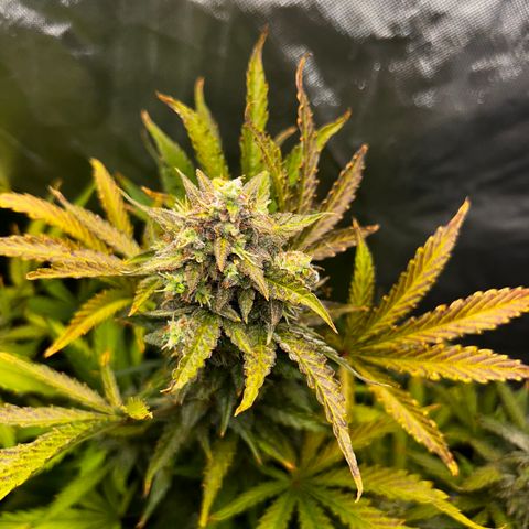Northern Lights Automatic growlog timeline photo