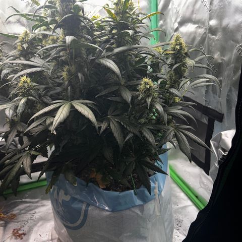 Bakers Delight auto growlog timeline photo