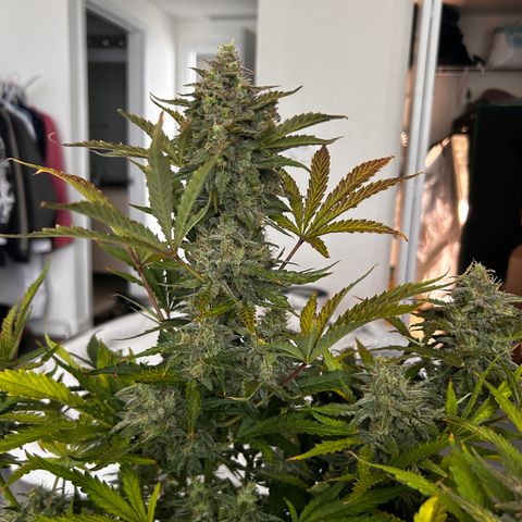 Northern Lights Automatic growlog timeline photo