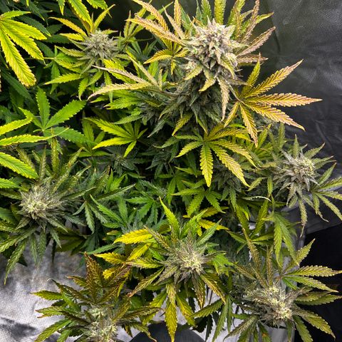 Northern Lights Automatic growlog timeline photo