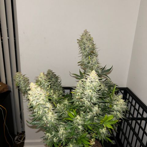 Northern Lights Automatic growlog timeline photo