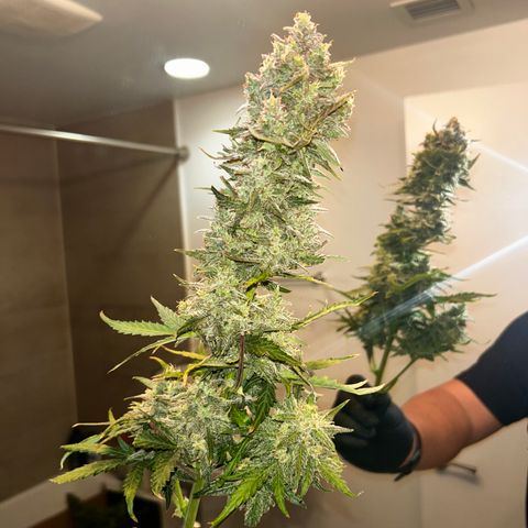 Northern Lights Automatic growlog timeline photo