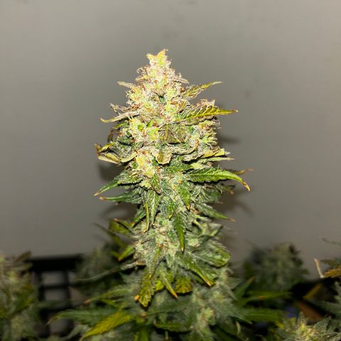 Northern Lights Automatic growlog timeline photo