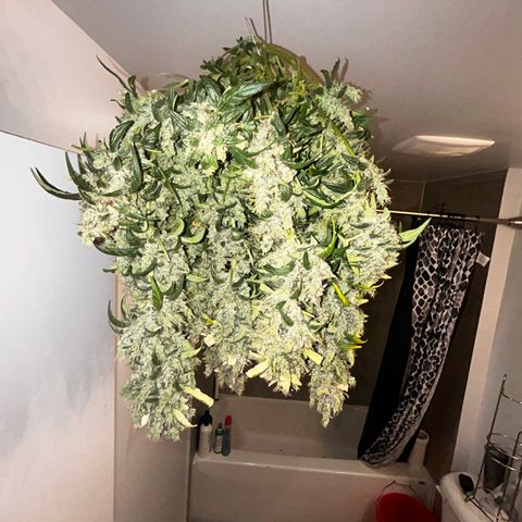 Bakers Delight auto growlog timeline photo