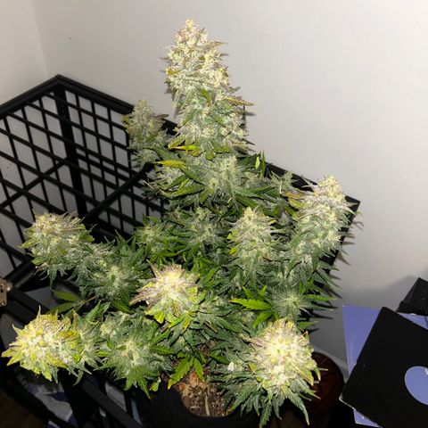 Northern Lights Automatic growlog timeline photo