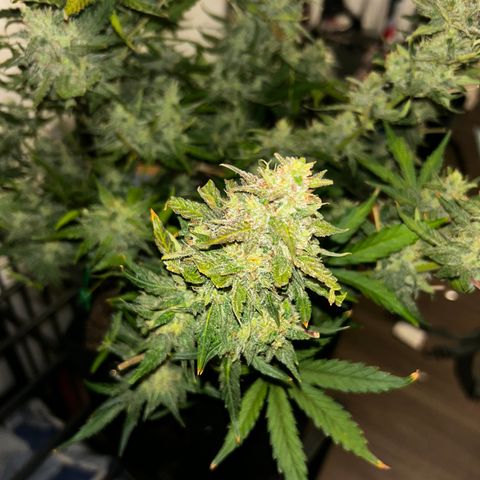 Northern Lights Automatic growlog timeline photo