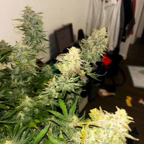 Northern Lights Automatic growlog timeline photo