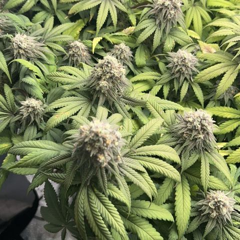 Sunset pheno #1  growlog timeline photo
