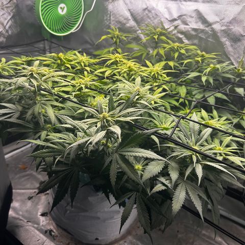 Sunset pheno #1  growlog timeline photo