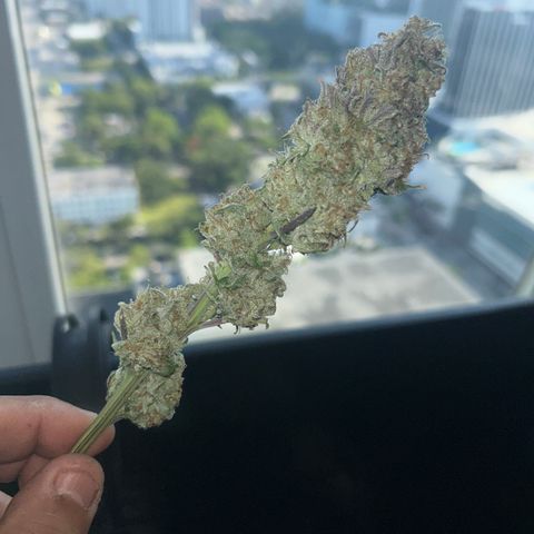 Sunset pheno #1  growlog timeline photo