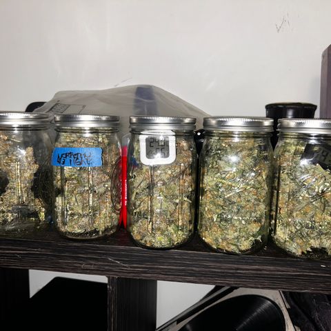 Sunset pheno #1  growlog timeline photo