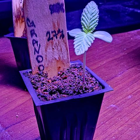 Leon growlog photo: Starting to show roots through bottom of seedling tray. Started using 25w grow bulb today due to gray/cloudy skies all week.