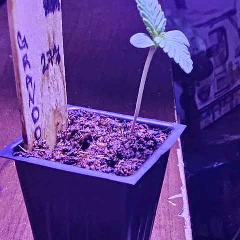 Leon growlog timeline photo