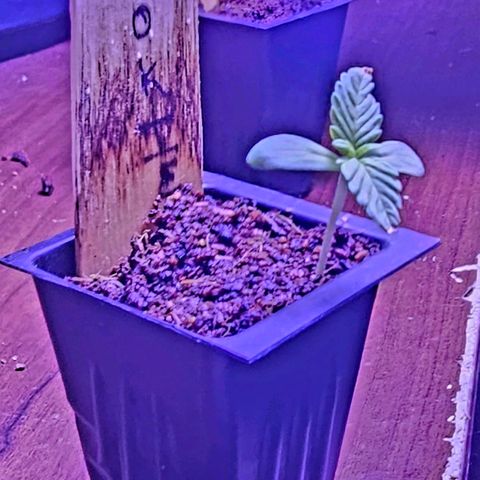 Glizzy growlog photo: Starting to show roots through bottom of seedling tray. Started using 25w grow bulb today due to gray/cloudy skies all week.
