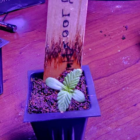 Glizzy growlog photo: Starting to show roots through bottom of seedling tray. Started using 25w grow bulb today due to gray/cloudy skies all week.