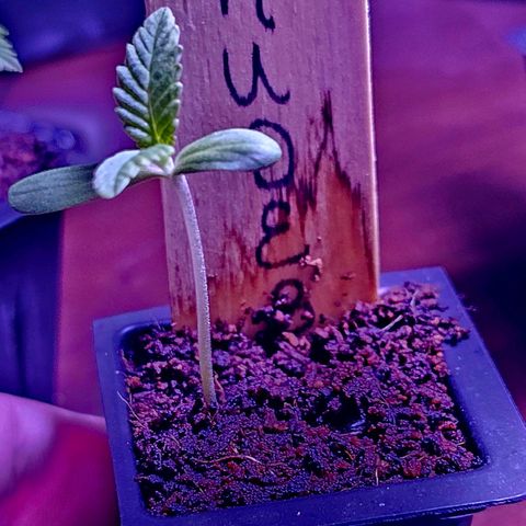 Rudy growlog photo: Starting to show roots through bottom of seedling tray. Started using 25w grow bulb today due to gray/cloudy skies all week.