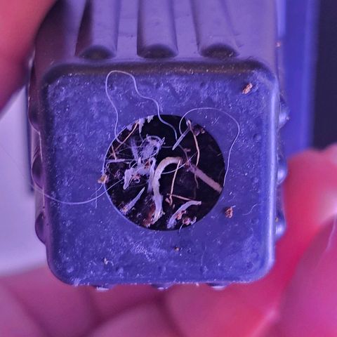 Rudy growlog photo: Starting to show roots through bottom of seedling tray. Started using 25w grow bulb today due to gray/cloudy skies all week.