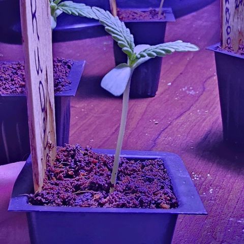 Rudy growlog photo: Starting to show roots through bottom of seedling tray. Started using 25w grow bulb today due to gray/cloudy skies all week.