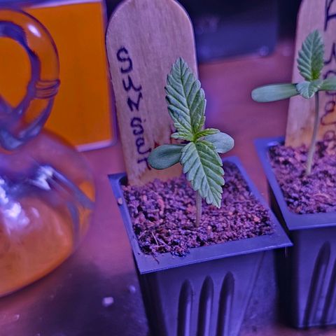 Philadelphia  growlog photo: Only seed to not be starting to show roots through bottom of seedling tray. Started using 25w grow bulb today due to gray/cloudy skies all week.
