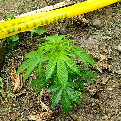 Glizzy growlog photo: 2 months 8 days since seed/germination. 3 weeks since they've been translated outdoor in the ground. Plant that had main stalk snapped in half (Rude Boi) has mutplie new leaf branches coming from half inch of stalk that was left above ground so should still have decent yield may just be a little later than the others. First time watering with any additives/fertilizer--User 2 TBSP Fish Fertilizer diluted in 1 gallon of water. Mostly watered soil surrounding base of plants but, did also lightly water plants themselves as well. 65 degrees and on and off showers all day. Has rained almost daily for last 2 weeks with intermittent sun, moderately wind, occasional humidity and sunshine.