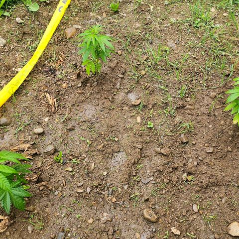 Glizzy growlog photo: 2 months 8 days since seed/germination. 3 weeks since they've been translated outdoor in the ground. Plant that had main stalk snapped in half (Rude Boi) has mutplie new leaf branches coming from half inch of stalk that was left above ground so should still have decent yield may just be a little later than the others. First time watering with any additives/fertilizer--User 2 TBSP Fish Fertilizer diluted in 1 gallon of water. Mostly watered soil surrounding base of plants but, did also lightly water plants themselves as well. 65 degrees and on and off showers all day. Has rained almost daily for last 2 weeks with intermittent sun, moderately wind, occasional humidity and sunshine.