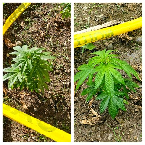Glizzy growlog photo: 2 weeks of growth outside.