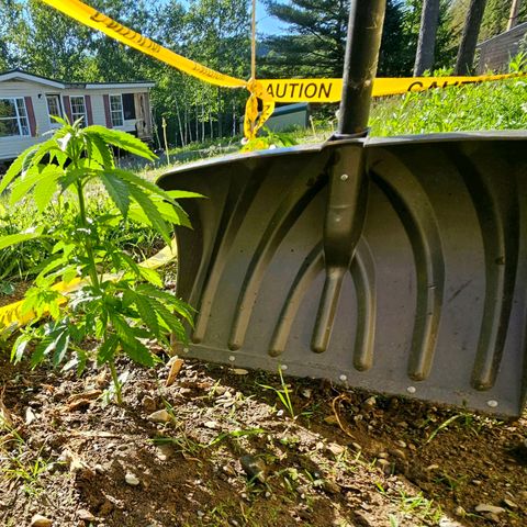 Glizzy growlog photo: 2 weeks of growth outside.