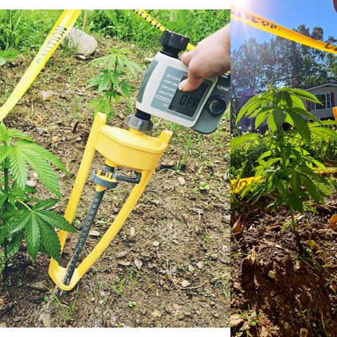 Glizzy growlog photo: 2 weeks of growth outside.
