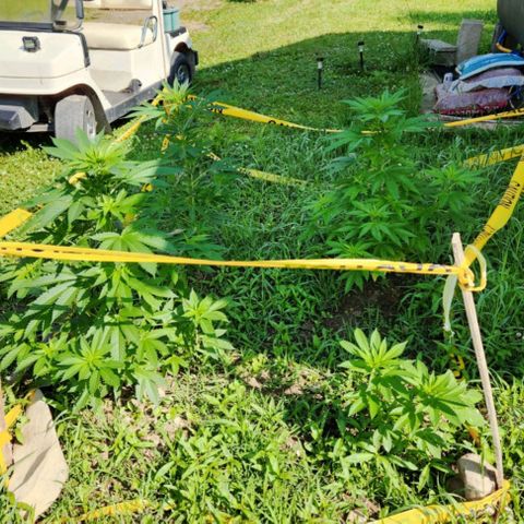 Glizzy growlog photo: 2 weeks of growth outside.
