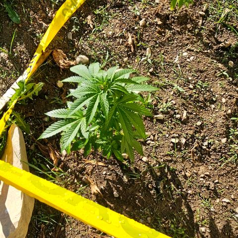 Glizzy growlog photo: 2 weeks of growth outside.