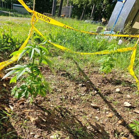 Glizzy growlog photo: 2 weeks of growth outside.