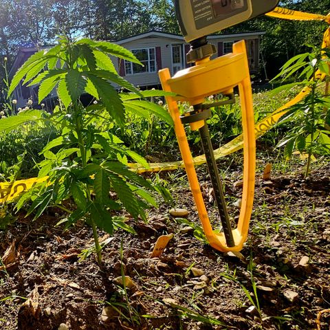 Glizzy growlog photo: 2 weeks of growth outside.