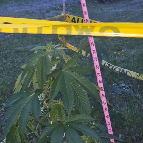 Glizzy growlog photo: 2 weeks of growth outside.