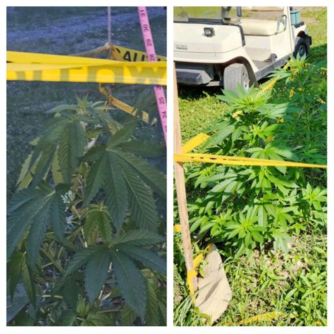 Glizzy growlog photo: 2 weeks of growth outside.