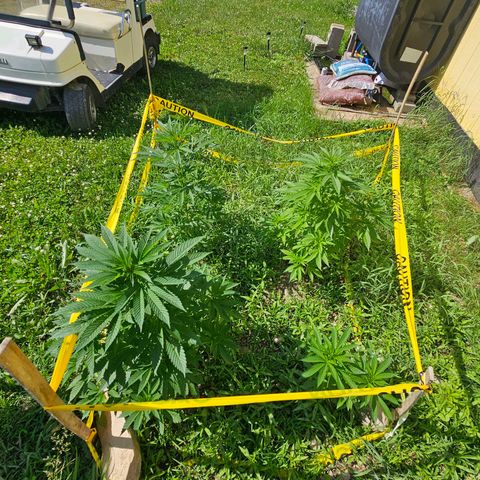 Glizzy growlog photo: Grew 9 inches in 8 days. Couple of showers but, mostly upper 80s low 90s with HIGH humidity.