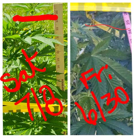 Glizzy growlog photo: Grew 9 inches in 8 days. Couple of showers but, mostly upper 80s low 90s with HIGH humidity.
