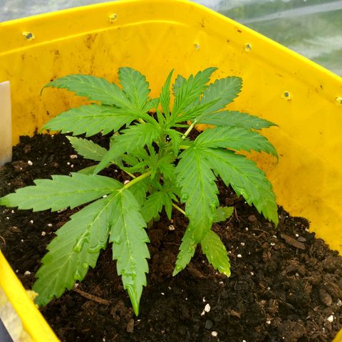 Girl Scout Cookies Autoflower growlog timeline photo