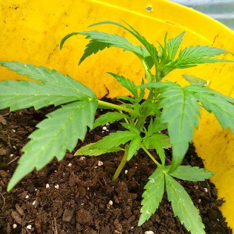 Girl Scout Cookies Autoflower growlog timeline photo