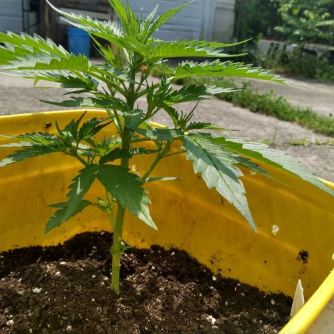 Girl Scout Cookies Autoflower growlog timeline photo