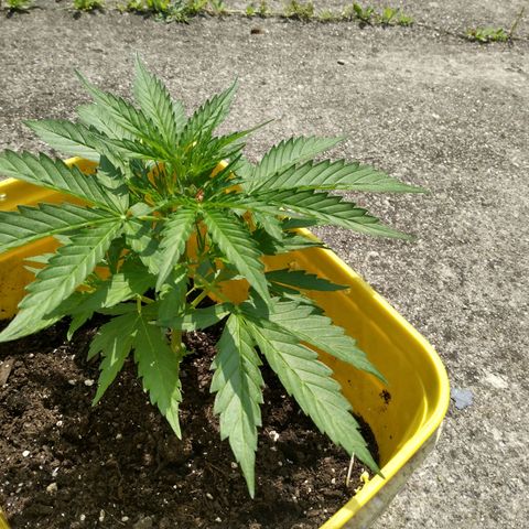 Girl Scout Cookies Autoflower growlog timeline photo