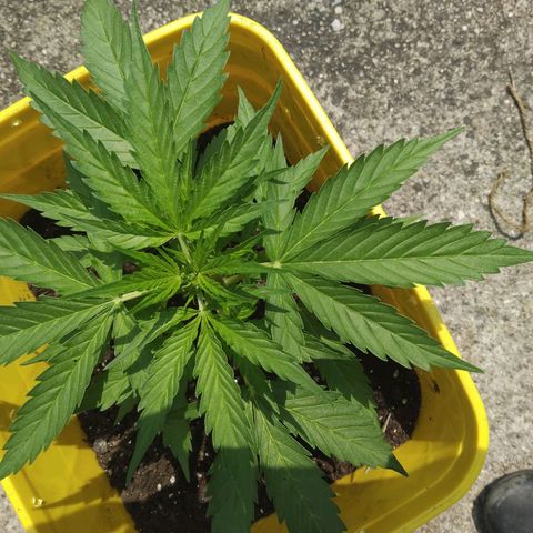 Girl Scout Cookies Autoflower growlog timeline photo