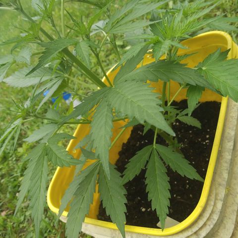 Girl Scout Cookies Autoflower growlog photo: May start low stress training 
