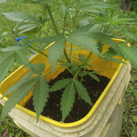 Girl Scout Cookies Autoflower growlog photo: May start low stress training 