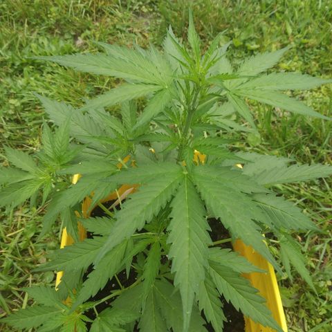 Girl Scout Cookies Autoflower growlog photo: May start low stress training 