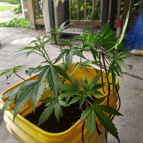 Girl Scout Cookies Autoflower growlog photo: LST