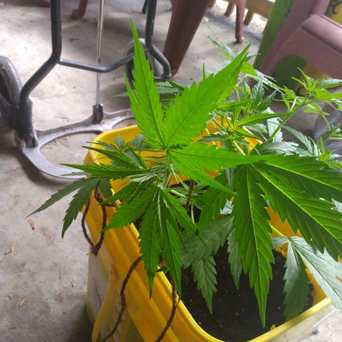 Girl Scout Cookies Autoflower growlog photo: LST