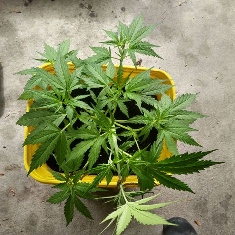 Girl Scout Cookies Autoflower growlog photo: LST